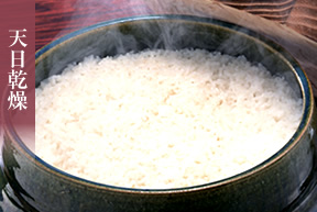 福井産こしひかり